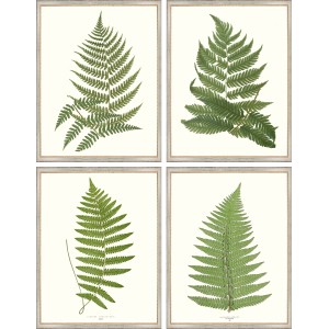 AP- VINTAGE FERNS 1-4